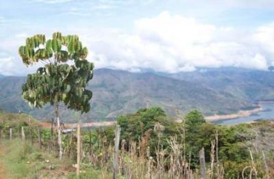 USO ACTUAL DEL SUELO Y COBERTURA VEGETAL